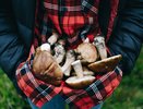 Два самых подлых гриба могут обмануть даже бывалого грибника: как их распознать