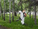 В Костроме прошла повторная акарицидная обработка в парках и скверах