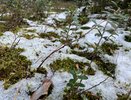 Холода возвращаются: Гидрометцентр сообщает о морозах и мокром снеге с 7 июля