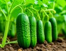 Что насыпать под корень огурцам в июле, чтобы они были здоровыми и давали море урожая: листья больше не желтеют и завязь не падает