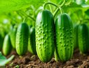 Кормлю огурцы раз в неделю, каждый день собираю урожай - все дело в простой подкормке, которая работает всегда