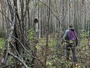 В Костромской области охотники добыли 125 медведей