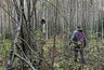 Миниатюра новости: В Костромской области охотники добыли 125 медведей
