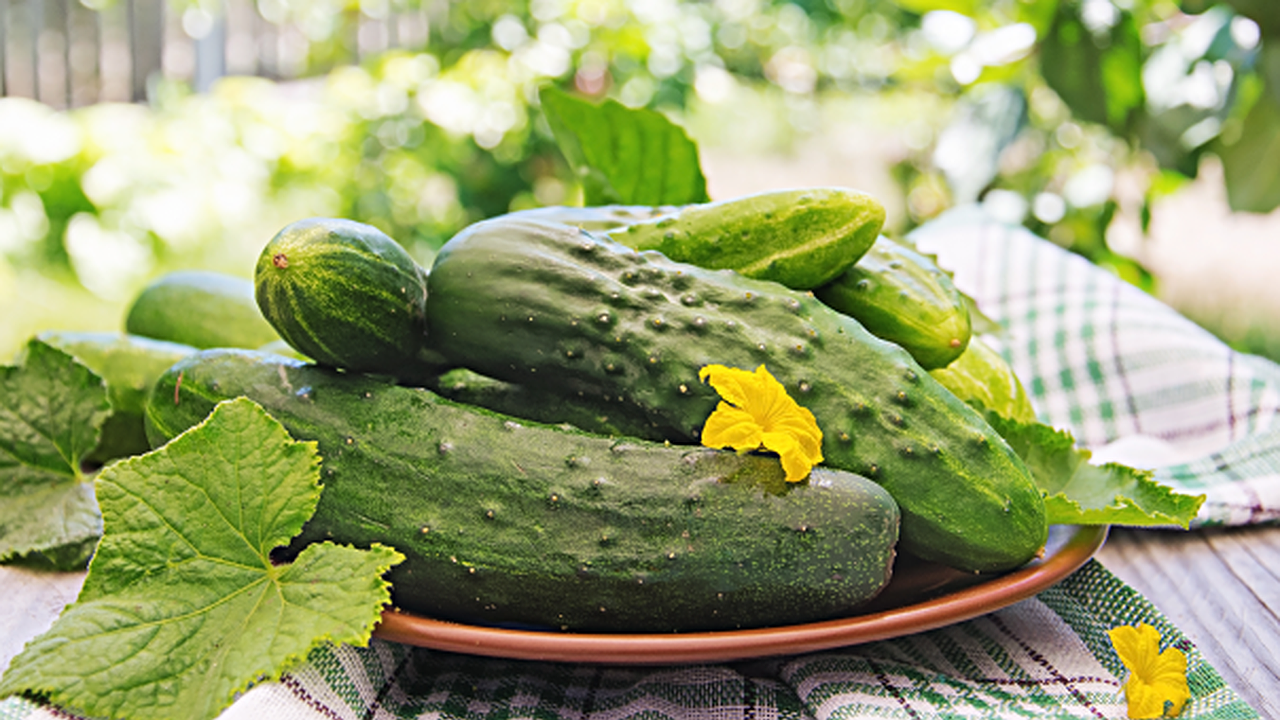 Главная картинка новости: Забываю о желтых пятнах на огурцах навсегда после одной обработки. Соседка-агроном поделилась лайфхаком за 127 рублей