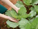 Обрабатываю белокочанную капусту 40 каплями йода на ведро. Забыл о рыхлых кочанах навсегда