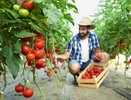 Как поливать томаты в июле для двойного урожая: 7 простых правил