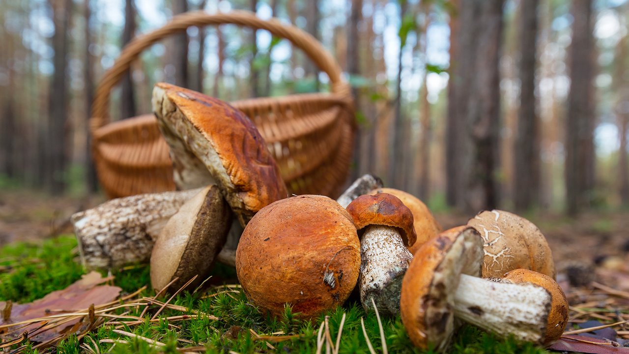 Главная картинка новости: Страшный гриб, из-за которого отказываются собирать целые поляны: под какие виды маскируется и как отличить