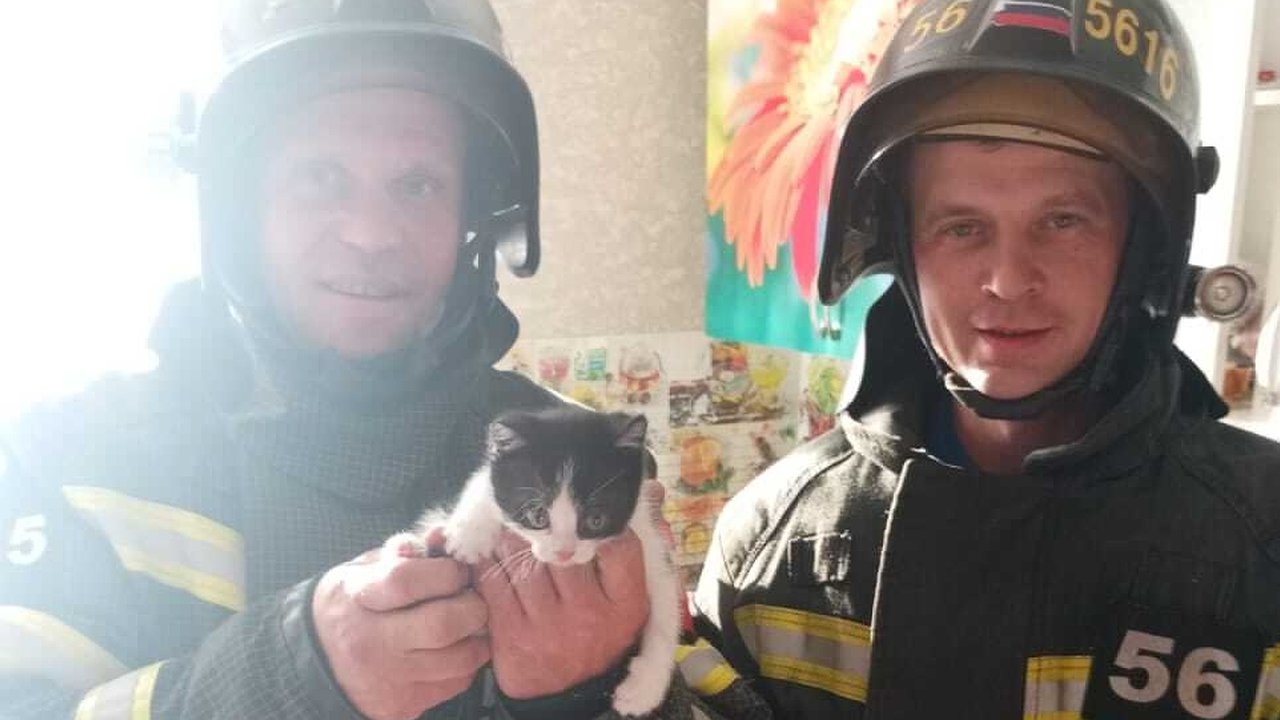 Главная картинка новости: Костромские спасатели помогли котенку, который застрял в гипсокартонной перегородке