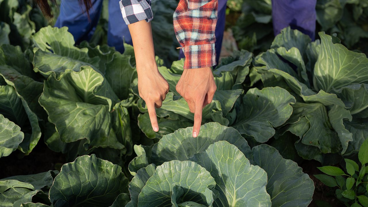 Главная картинка новости: Капусту больше не тронут вредители: всего 1 таблетка и больше никаких слизней, блошки и капустницы