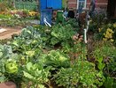 Кладу под каждый куст перца свои старые и ненужные колготки. Муж смеётся, а урожаю завидует вся деревня