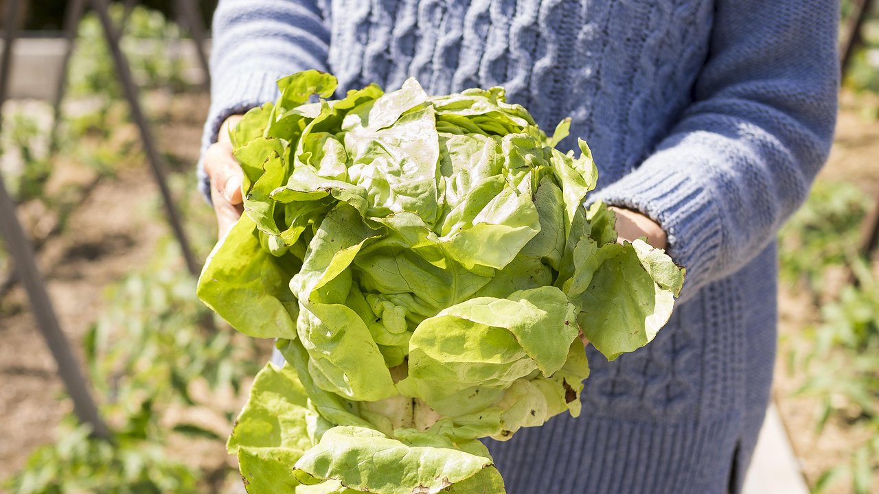 Главная картинка новости: Почему китайцы поливают капусту водой с солью? Попробовала их метод - кочаны выросли в 2 раза крупнее