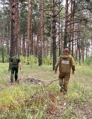 Жителя Неи оштрафовали за лесной пожар: сгорел почти гектар леса