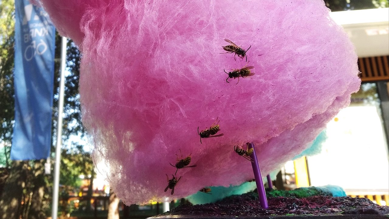 Главная картинка новости: Если рядом поселились осы — обязательно: использую 1 простую хитрость — и насекомых как ветром сдуло, эффект на весь сезон