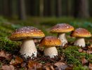 Страшный гриб, из-за которого отказываются собирать целые поляны: под какие виды маскируется и как его отличит
