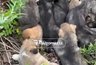 Миниатюра новости: В Костромской области женщина спасла выброшенных на жару щенят