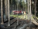 35 человек и 8 единиц техники: в Костромской области произошло два лесных пожара