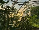 Повесила на вход в теплицу занавеску и очень довольна – решила враз кучу проблем