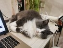Как понять, что кошка прощается с вами навсегда — 3 сигнала, к которым стоит присмотреться — хозяевам на заметку