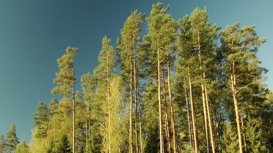 Главная картинка новости: На Костромскую область надвигается непогода с порывами ветра до 18 м/с