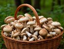 Где искать рыжики и грузди: все секреты грибных мест