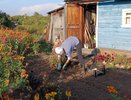 Полицейские проверят огороды костромичей на наличие мака
