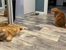 Как кошка говорит о боли — 3 сигнала, к которым стоит присмотреться — хозяевам на заметку