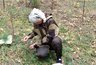 Миниатюра новости: В Костромской области из леса вывели двух женщин, которые едва не зашли в болото