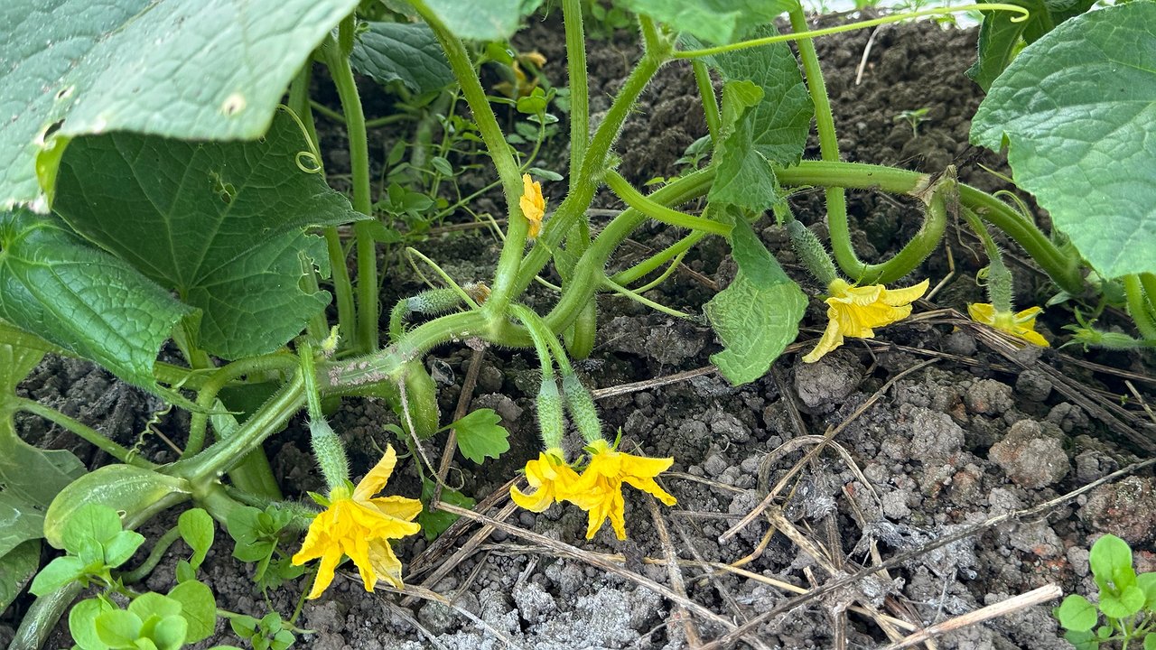 Главная картинка новости: 3 ст. л. на 10 л. воды — и огурцы прут как на дрожжах вплоть до октября: от урожая спасу нет, хоть соседям раздавай