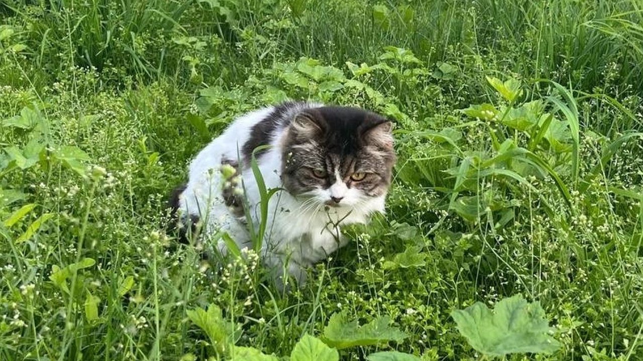 Главная картинка новости: Не играет, а испытывает боль: 6 поз кошки, которыми она предупреждает, что ей плохо — хозяевам на заметку