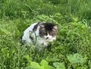 Не играет, а испытывает боль: 6 поз кошки, которыми она предупреждает, что ей плохо — хозяевам на заметку