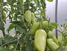 Если томаты не вызревают на кисти — обязательно: агроном Гуляева раскрыла секреты стимуляции — поспеют за ночь