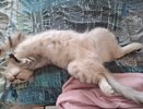 Будьте осторожны, если кошка спит в таком положении рядом с вами — вот к чему это может привести