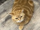 Когда наши кошки стареют: совсем не год за 7 — вот как правильно высчитать возраст питомца