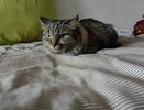 Кошачий этикет сделает свое дело: 5 приемов, которые приручат даже "злючку"