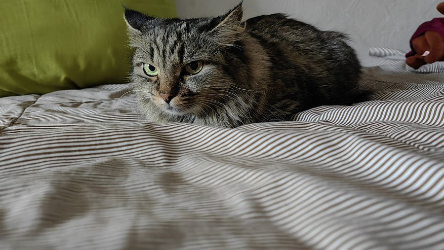 Главная картинка новости: Кошачий этикет сделает свое дело: 5 приемов, которые приручат даже "злючку"