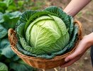Почему китайцы поливают капусту водой с солью? Попробовала их метод - кочаны выросли в 2 раза крупнее