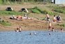 Миниатюра новости: За лето больше 6 тысяч детей в Костромской области должны научиться плавать