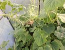 1 ст. ложка на 10 л. воды для огурцов: прут сочными зеленцами даже в ливень и жару, урожай — «пушка»