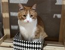 Считаем возраст кошки правильно — простая формула: ваш питомец совсем не тот, за кого себя выдает