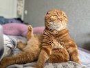 Людям старше 65 лет стоит быть осторожными при заведении кошек — и вот почему: есть опасность