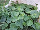 Вношу такую подкормку — листья огурцов зеленее изумрудов — ноль желтизны, урожай собираем бочками
