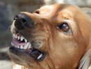 Отбился от стаи собак в два счета — сделал так: сработало при нападении своры