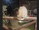 В Костроме нашли безнадзорного енота