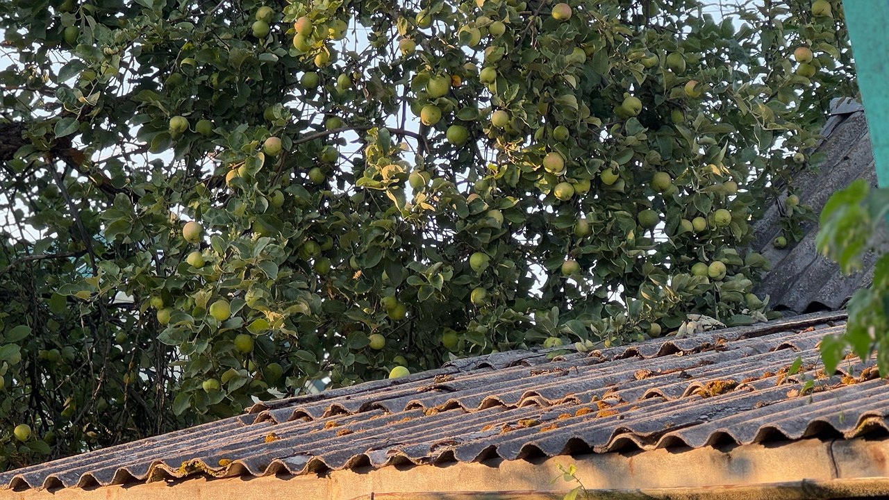 Главная картинка новости: Не выбрасывайте падалицу с яблонь и груш: это золото спасет ваш урожай