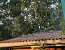 Не выбрасывайте падалицу с яблонь и груш: это золото спасет ваш урожай