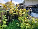 В августе обрезаем малину так - обязательно: метод советских агрономов - в следующем году собираем ягоды тоннами