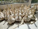Готовлю грядку под озимый чеснок — уже в августе: головки вырастают по 120 гр., всходы — 100%