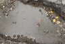 Миниатюра новости: Жители Костромы бьют тревогу: свежий асфальт разрушается на Красной Байдарке