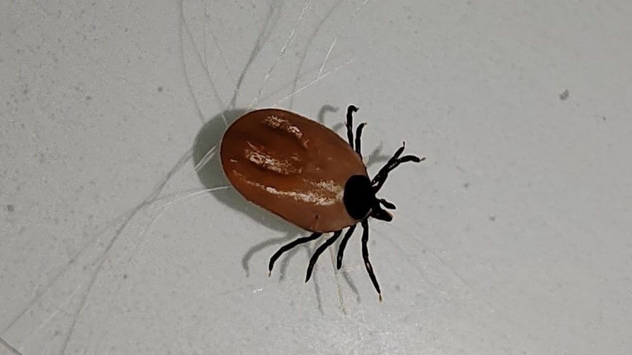 Главная картинка новости: Два десятка костромичей заразились энцефалитом от клещей