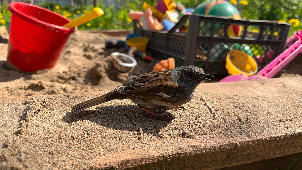 Главная картинка новости: В Костроме стартовала миссия по подсчету воробьев